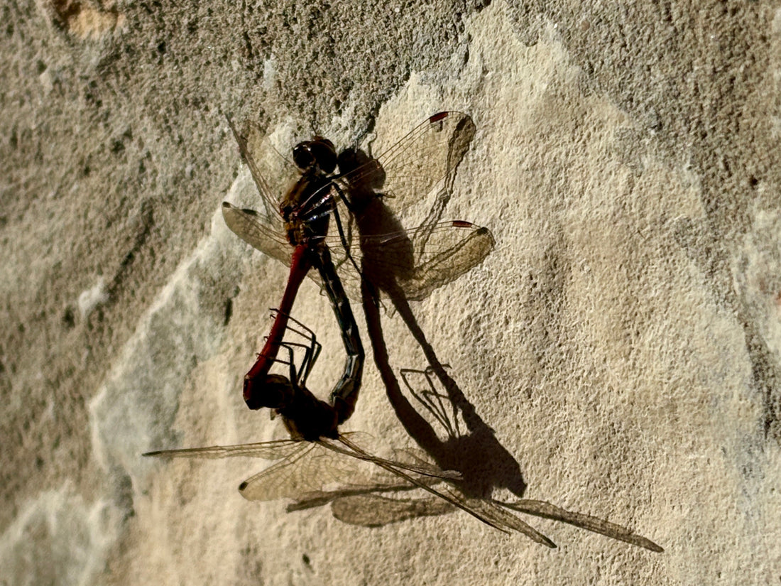 Sabrukt reizēm ir vienīgais godīgais solis.