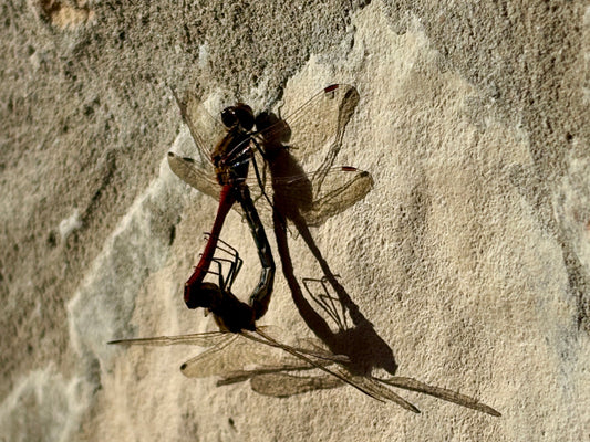 Sabrukt reizēm ir vienīgais godīgais solis.