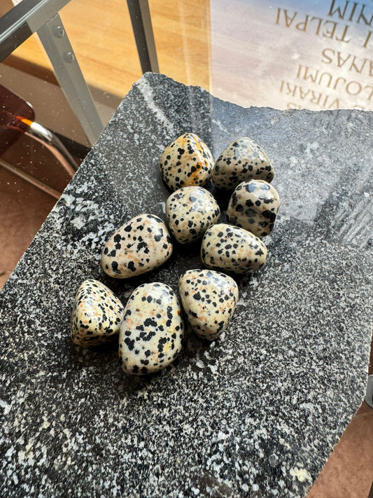 Kabatas izmēra Dalmāciešu jašma (2.5–3 cm)
